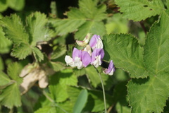 Lathyrus incurvus