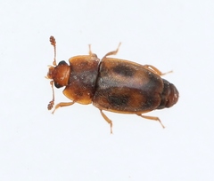 Epuraea unicolor