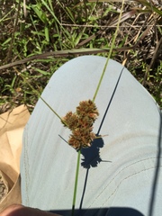 Cyperus reflexus