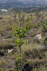 Afrocanthium mundianum