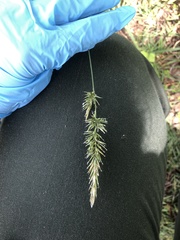 Alopecurus pratensis