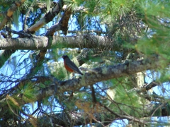 Turdus migratorius image