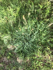 Alopecurus pratensis