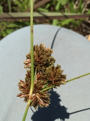 Cyperus reflexus