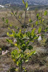 Afrocanthium mundianum