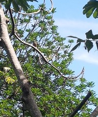 Eumomota superciliosa