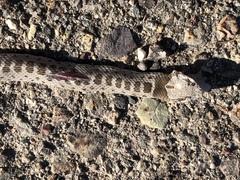 Hypsiglena chlorophaea