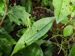 Tettigonia viridissima