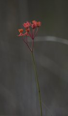 Asclepias lanceolata image