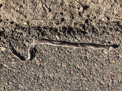 Hypsiglena chlorophaea