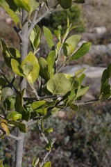 Afrocanthium mundianum
