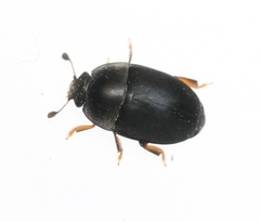 Meligethes flavimanus