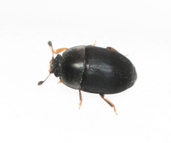 Meligethes flavimanus