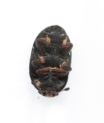 Meligethes flavimanus