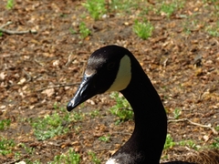 Branta canadensis