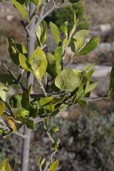 Afrocanthium mundianum