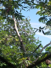 Eumomota superciliosa