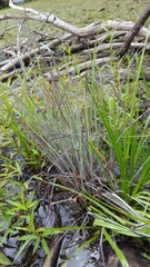 Leptochloa