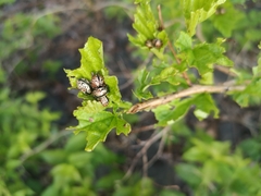 Calligrapha philadelphica