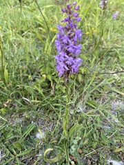 Gymnadenia conopsea