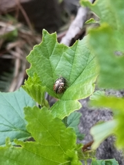 Calligrapha philadelphica