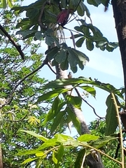 Eumomota superciliosa