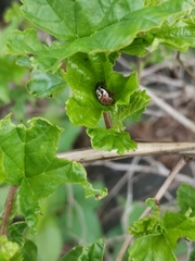 Calligrapha philadelphica