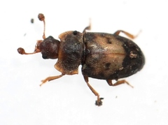 Omosita discoidea