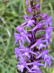 Gymnadenia conopsea