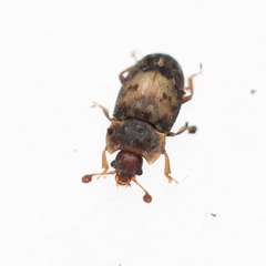 Omosita discoidea
