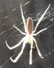 Larinia directa