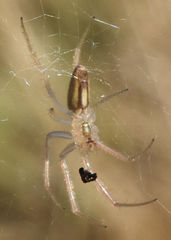 Larinia directa