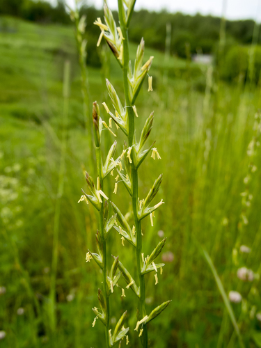 Perennial Ryegrass
