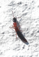 Xantholinus elegans