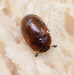 Pocadius ferrugineus