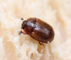Pocadius ferrugineus