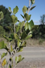 Afrocanthium mundianum