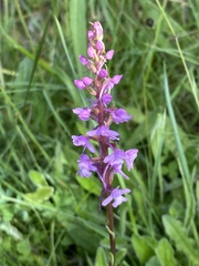 Gymnadenia conopsea