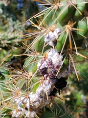 Dactylopius tomentosus