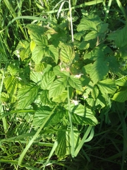 Rubus idaeus