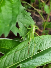 Tettigonia viridissima