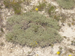 Artemisia hololeuca