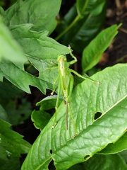 Tettigonia viridissima