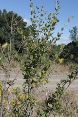 Afrocanthium mundianum