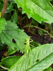 Tettigonia viridissima