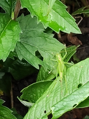 Tettigonia viridissima