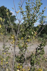 Afrocanthium mundianum