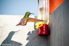 Saucerottia beryllina