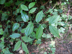 Prosartes smithii