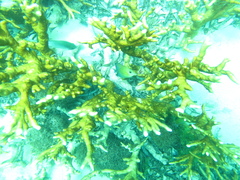 Millepora tenera